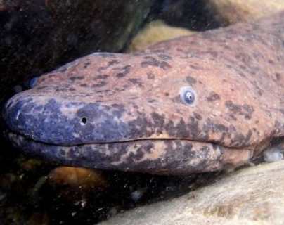 El “anfibio más grande del planeta” fue descubierto en un museo