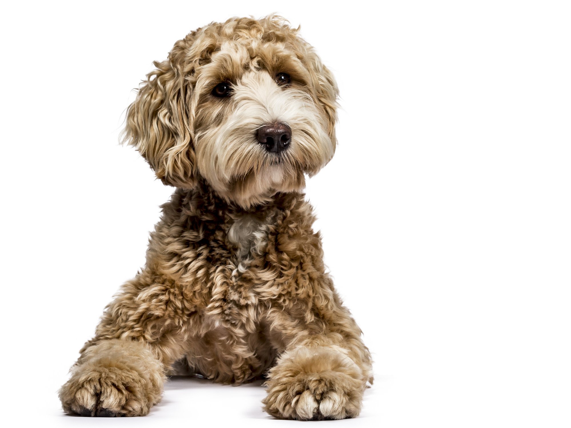 Los labradoodles son la raza resultante de mezclar labradores con poodles (caniches). (Foto Prensa Libre: Getty Images)