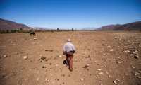 -FOTOGALERÍA- CH01. PUTAENDO (CHILE), 28/09/2019.- El ganadero chileno Fernando Enríquez camina por sus terrenos afectados por la sequía, el 24 de septiembre de 2019, en Putaendo (Chile). Miles de vacas, caballos y ovejas mueren de sed e inanición debido a la sequía que asola el valle de Putaendo, en el centro de Chile, cuyas tierras se han convertido en una inmensa fosa común de animales ante la resignación de los ganaderos, que no pueden hacer otra cosa más que enterrarlos. EFE/Alberto Valdes