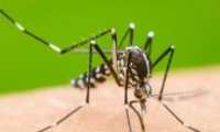 Es la hembra del mosquito Aedes Aegypti el que transmite el dengue. (Foto Prensa Libre: Hemeroteca PL)