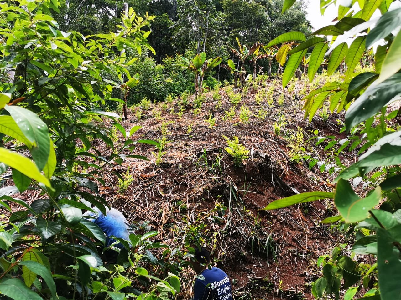 Plantaciones de hoja de coca localizadas en Izabal. (Foto Prensa Libre: MP)