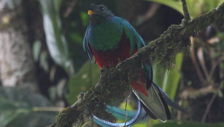 El 5 de septiembre se conmemora el Día del Quetzal, símbolo patrio de Guatemala.  Foto Prensa Libre: Hemeroteca