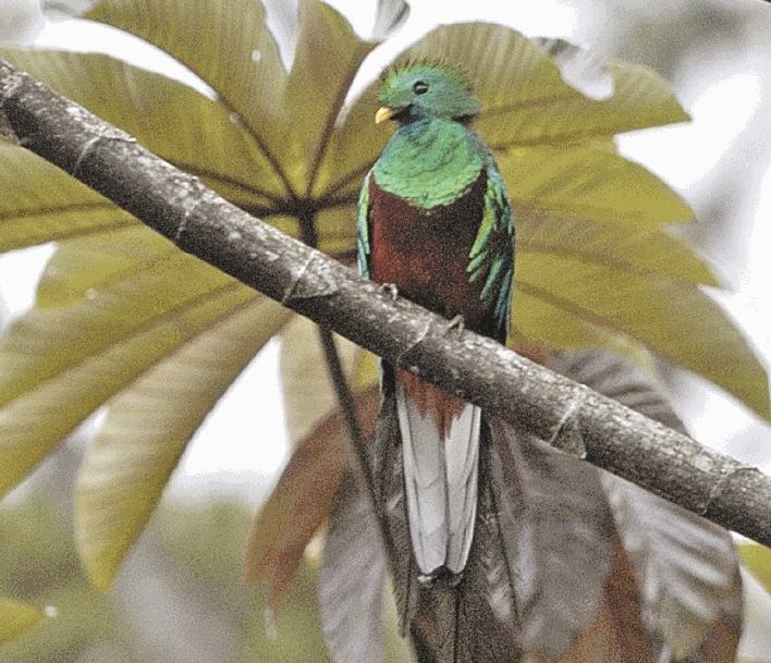 El día del Quetzal, símbolo patrio de Guatemala se conmemora cada 5 de septiembre. Foto Prensa Libre Hemeroteca