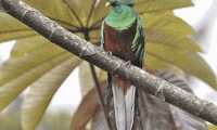 El día del Quetzal, símbolo patrio de Guatemala se conmemora cada 5 de septiembre. Foto Prensa Libre Hemeroteca