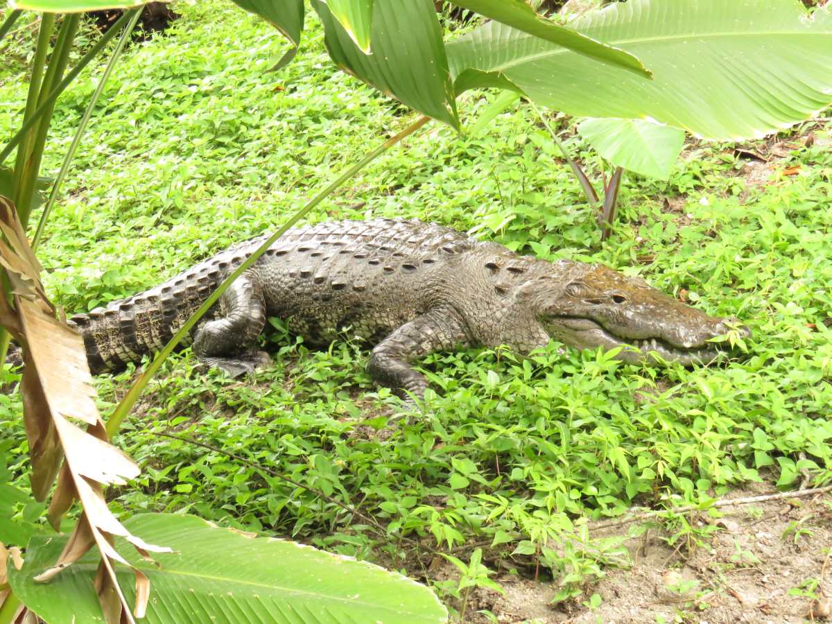 La Corroncho, la cocodrilo del biotopo Dos Lagunas que fue devorada por un jaguar