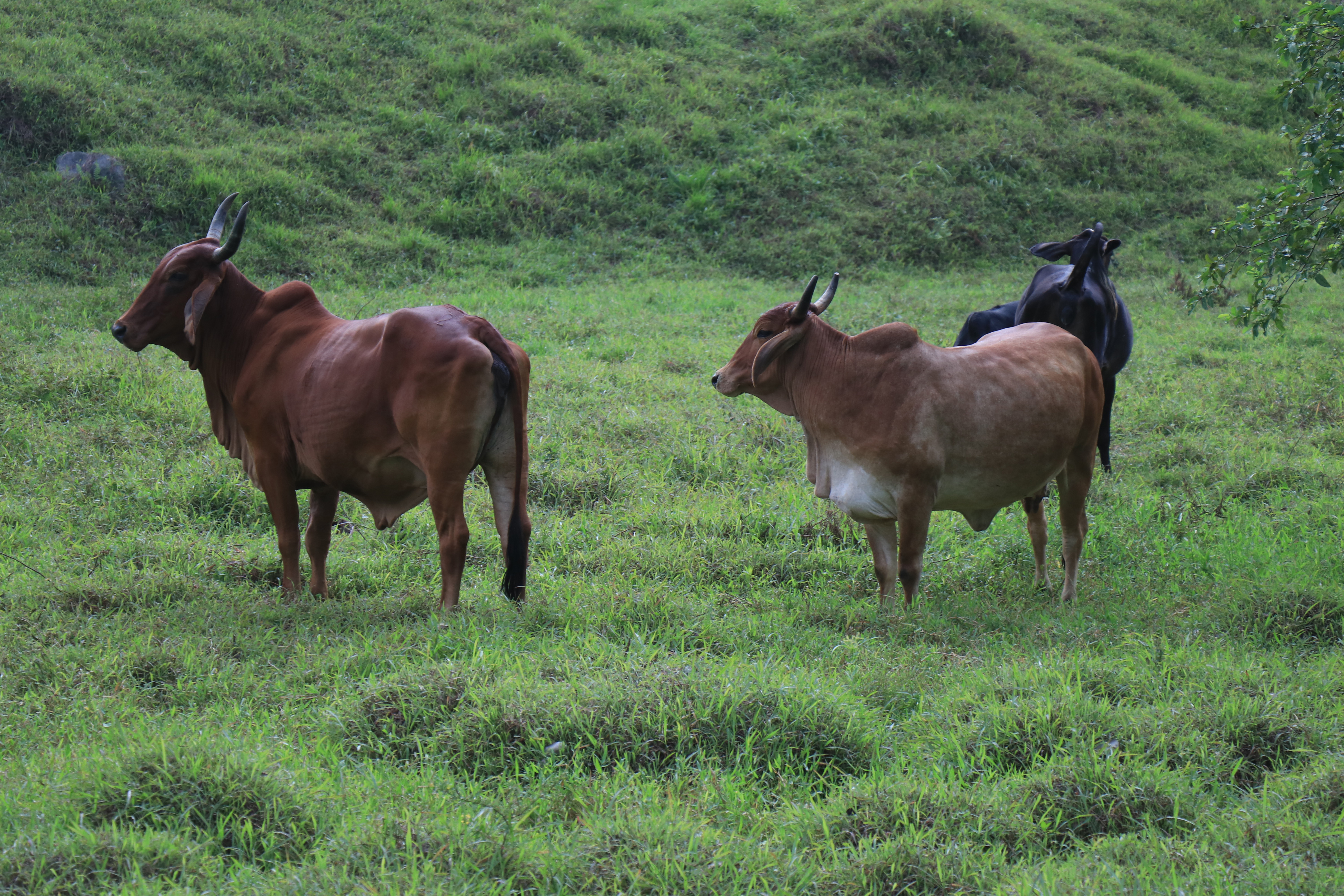 Rabia bovina en Guatemala