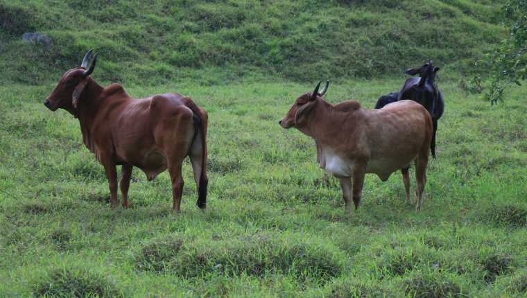 Los pastizales para la crianza de ganado en Petén están siendo afectadas por la plaga de langosta y técnicos del Maga están interviniendo para controlar los brotes. (Foto Prensa Libre: Hemeroteca)  