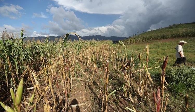 Las pérdidas agrícolas no solo han afectado a los granos básicos como el maíz sino frutas y vegetales. (Foto, Prensa Libre: Hemeroteca PL).