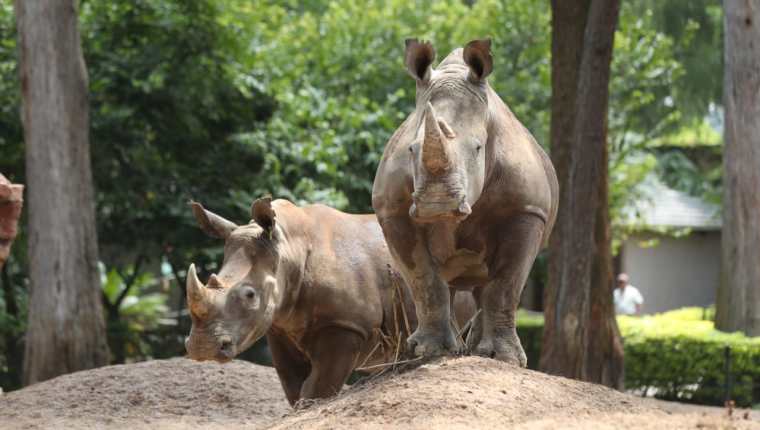 La pareja de rinocerontes blancos conoce su nuevo recinto en el Zoológico la Aurora. (Foto Prensa Libre: Óscar Rivas).