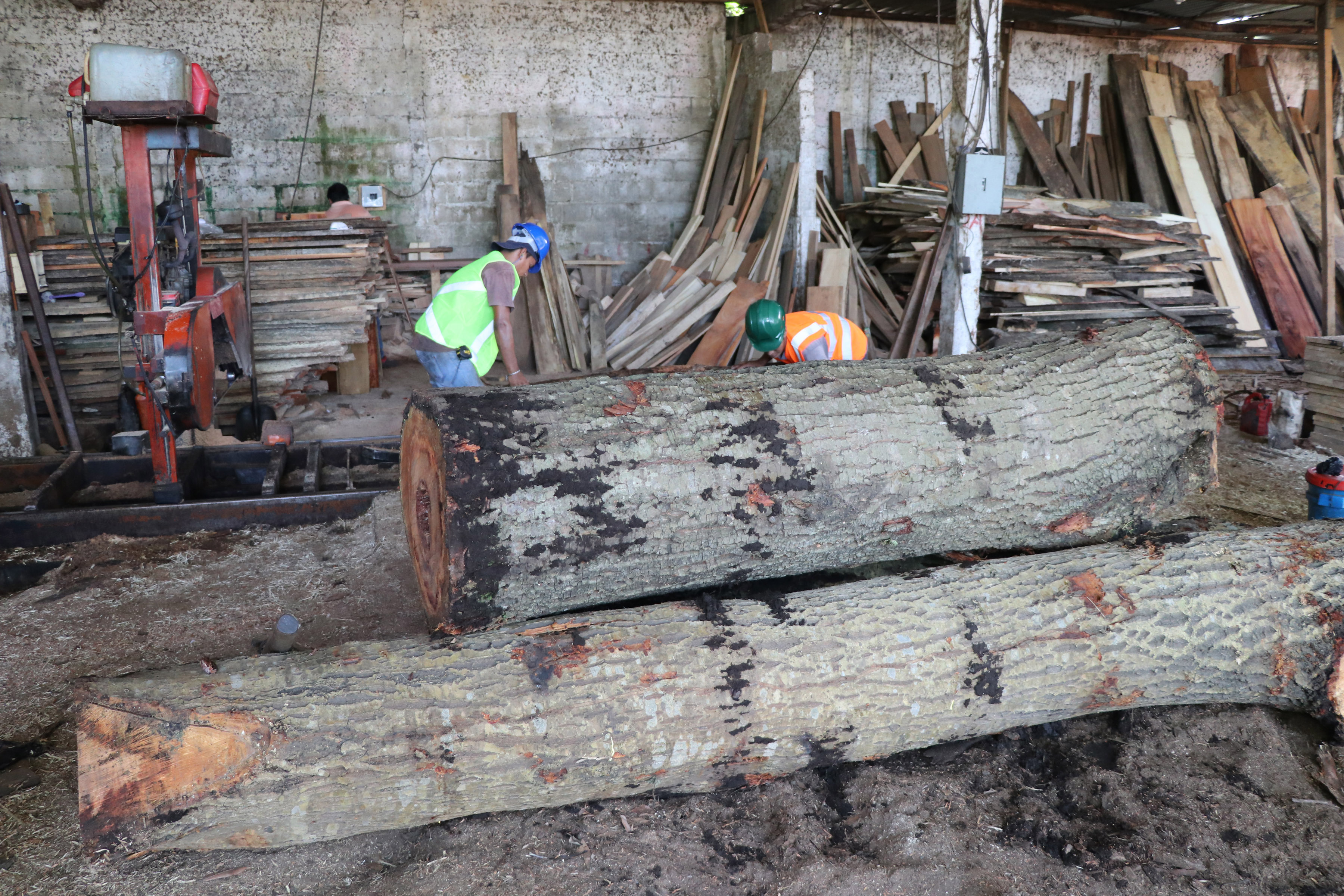 Se calcula que el 50 por ciento de la madera que se comercializa en el país proviene de talas ilegales. (Foto Prensa Libre: Carlos Paredes)