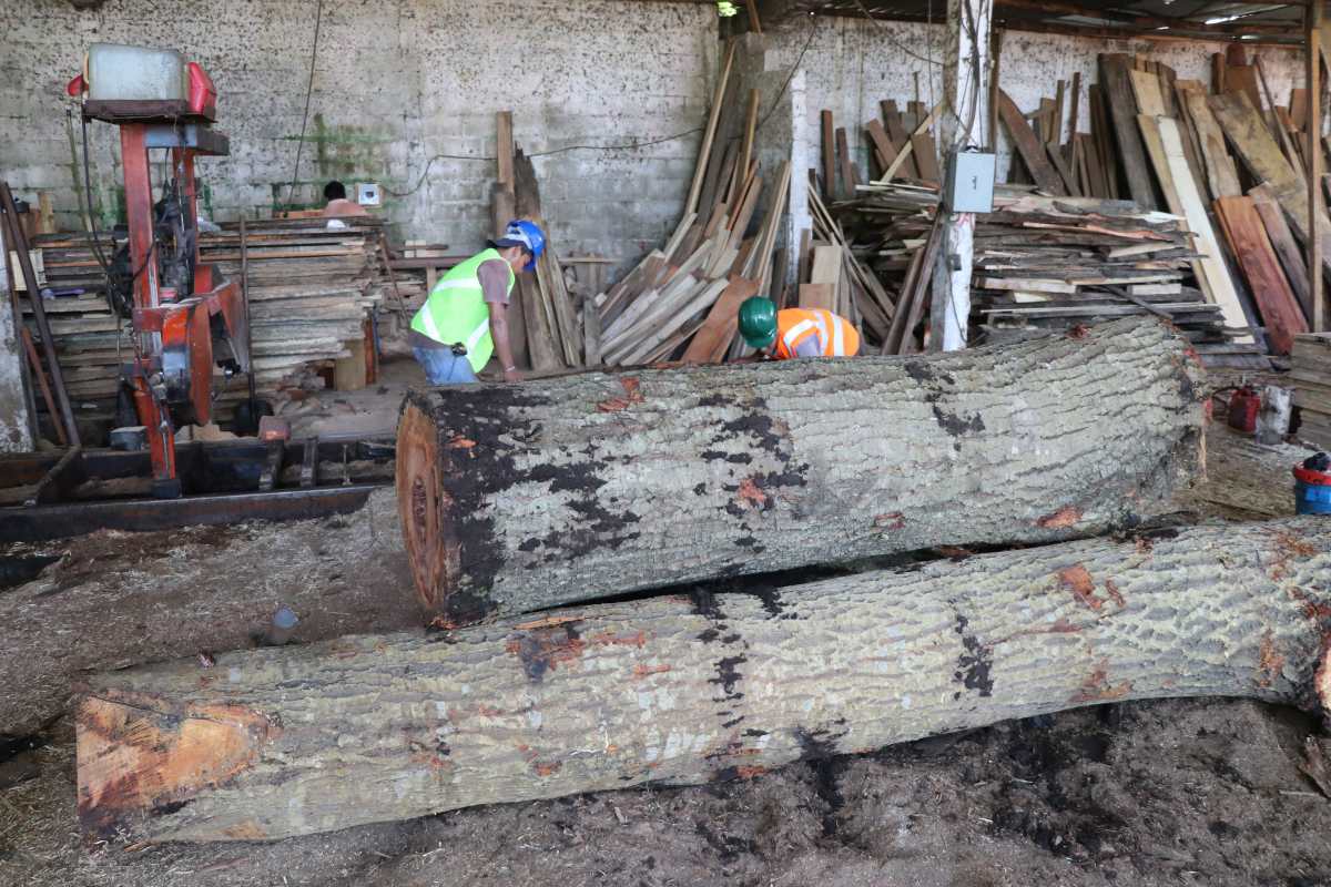Bosques desaparecen ante el incremento de talas ilegales y sectores exigen controles en ventas de madera