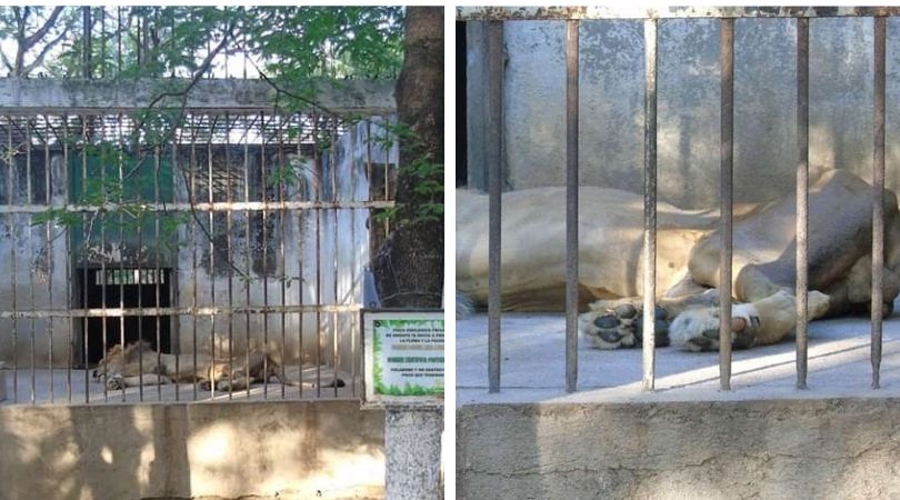 Gruñón es un león que permanece en cautiverio en el zoológico privado de Zacapa. (Foto Prensa Libre:  redes sociales)
