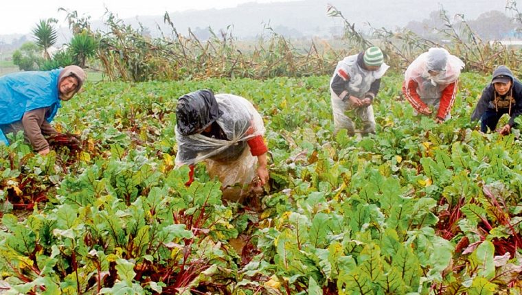 Las empresas del sector agropecuario deberán tomar medidas de prevención del contagio de covid-19. (Foto Prensa Libre: Hemeroteca)