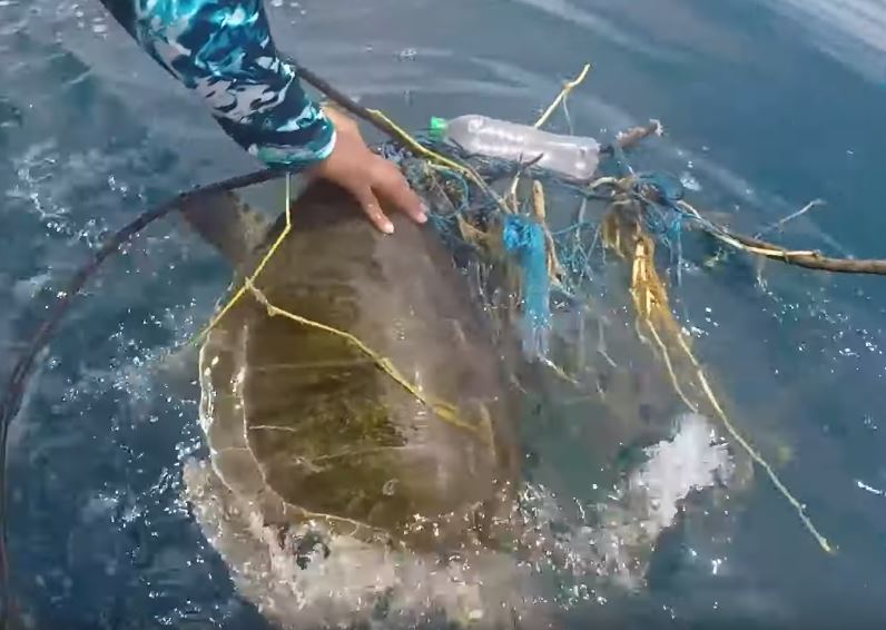 No fue fácil liberar a esta tortuga del plástico y otros materiales. 