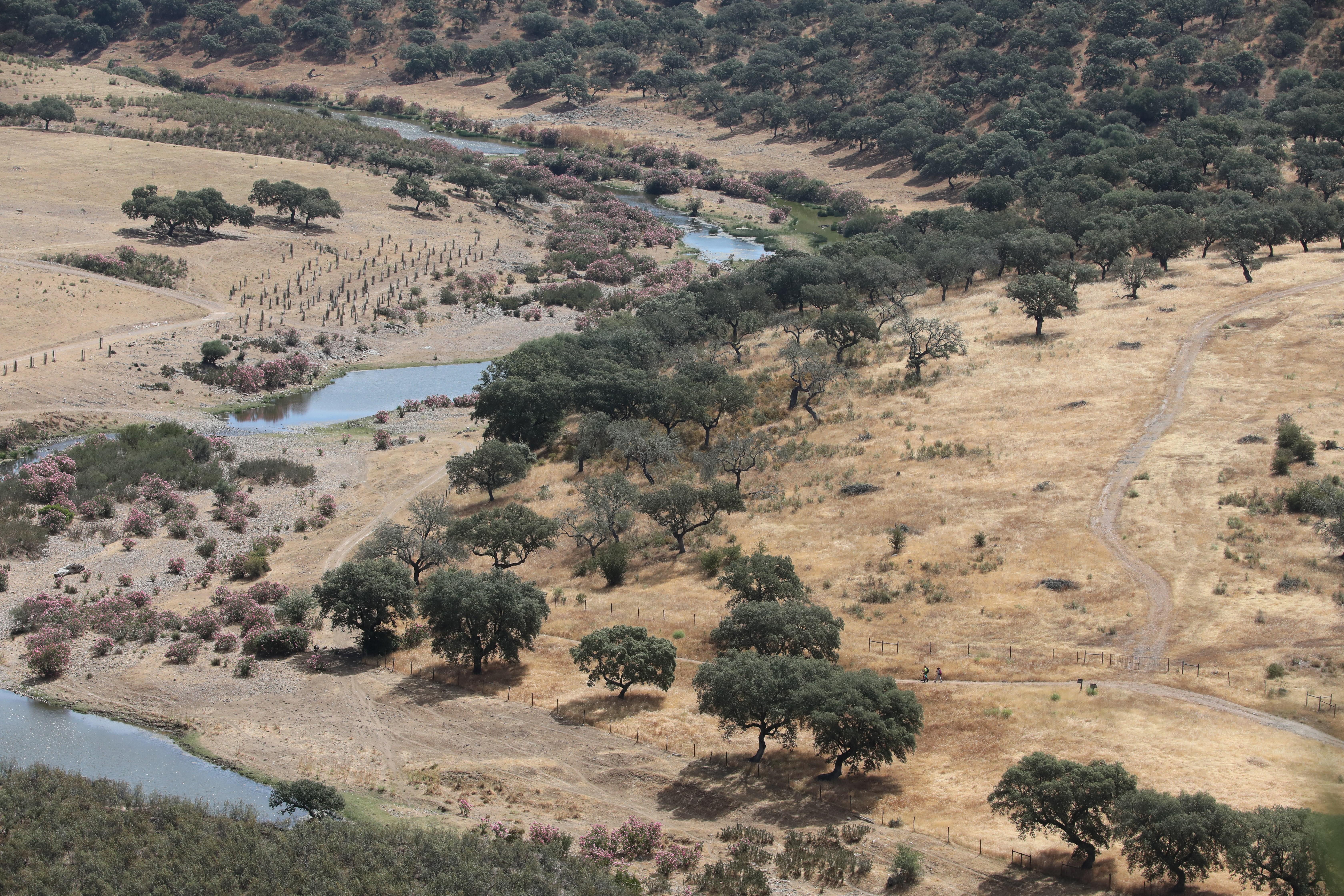  La sequía y tala de árboles es evidente en varias regiones del mundo. (Prensa Libre: EFE)
