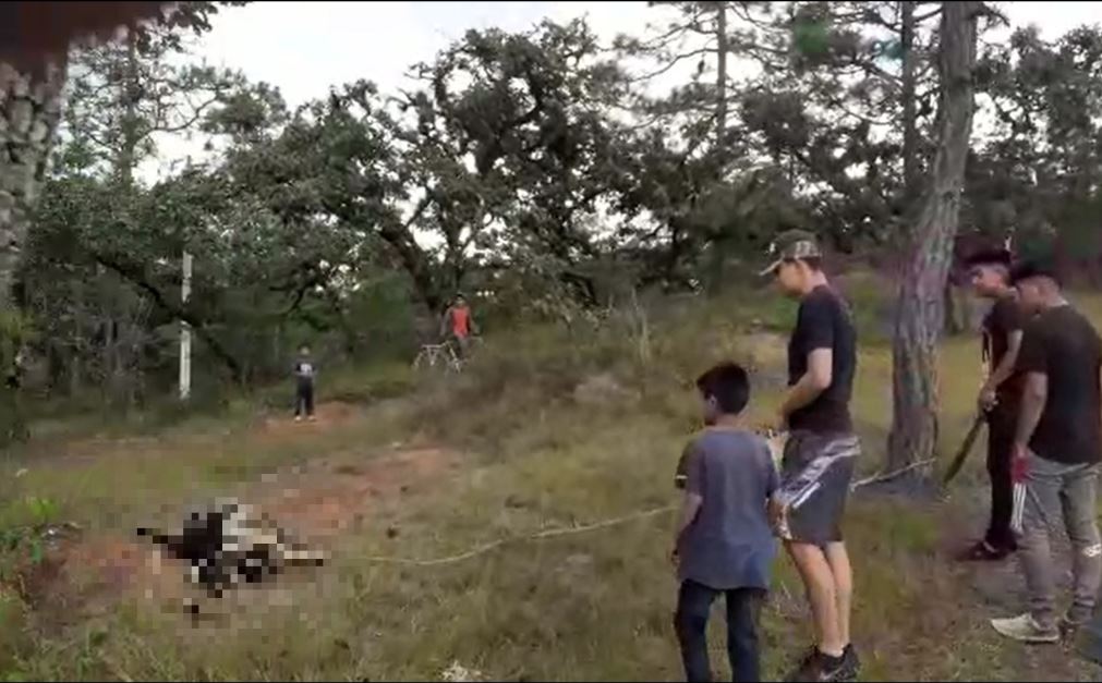 Pobladores observan a una de las cuatro ovejas que aparecieron muertas en Chinique, Quiché. (Foto Prensa Libre: Héctor Cordero)