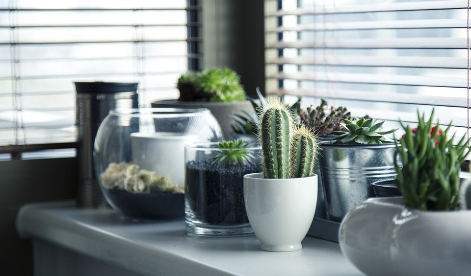 Que el espacio no sea una excusa para decorar su casa con plantas. (Foto Prensa Libre: Pixabay)