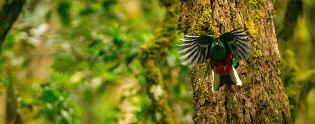 El hogar del quetzal y otras especies está en peligro y es el mensaje del documental Serpiente Emplumada, el documental de Ricky López. (Foto Prensa Libre: Documental Serpiente Emplumada)