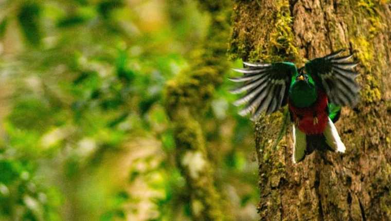 El hogar del quetzal y otras especies está en peligro y es el mensaje del documental Serpiente Emplulmada, el documental de Ricky López. 