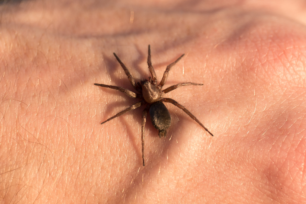 Aunque no todas las arañas son venenosas, es importante prestarle atención a las picaduras. (Foto Prensa Libre: Shutterstock)