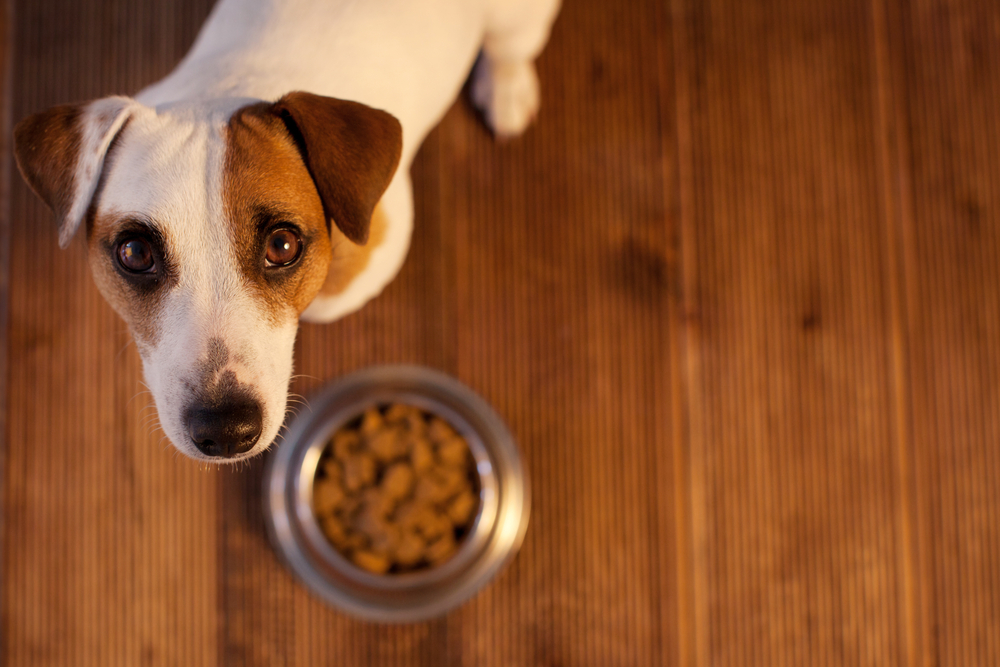 La alimentación de nuestra mascota es fundamental para su salud. (Foto Prensa Libre: Shutterstock)