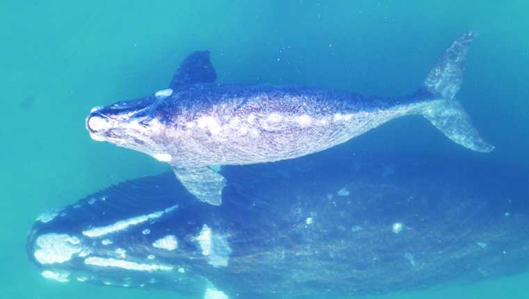 Los científicos registraron el peso de ballenas francas australes y sus crías en Península Valdés. (Imagen obtenida con los correspondientes permisos de investigación). FREDRIK CHRISTIANSEN