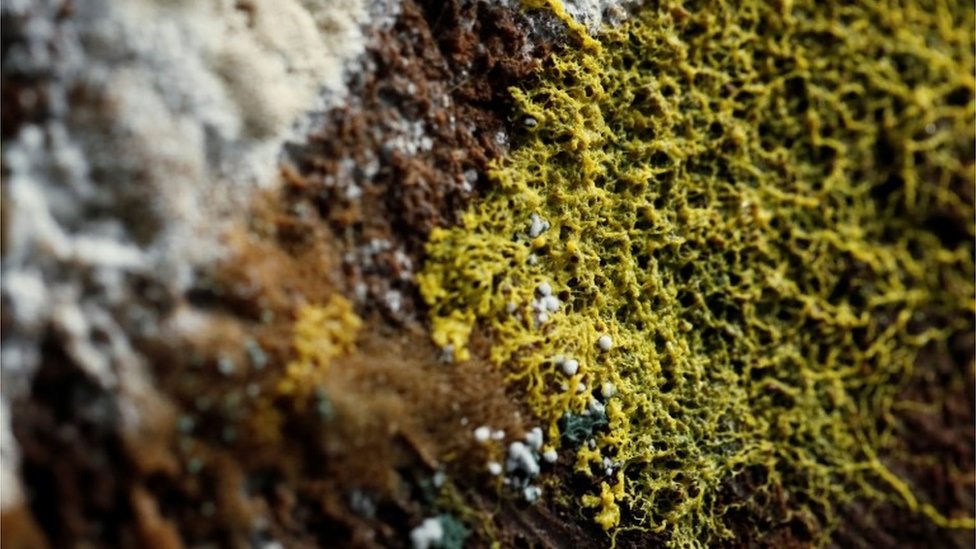 El physarum polycephalum es considerado uno de los misterios más grandes de la naturaleza. (Foto Prensa Libre: Reuters)