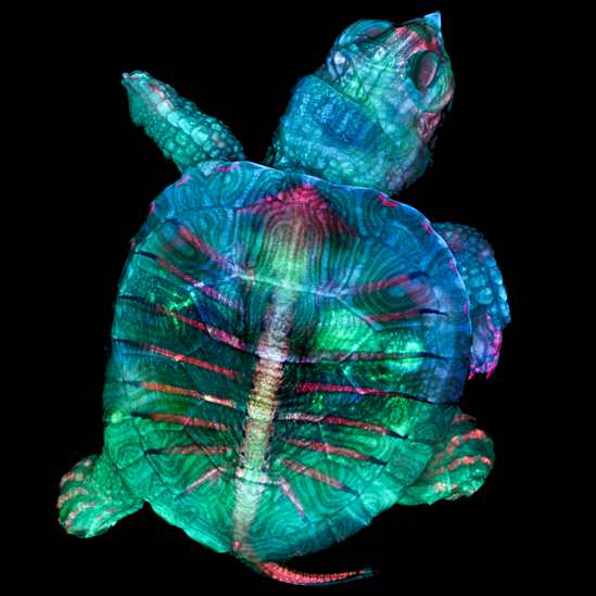 Tortuga fluorescente, la imagen ganadora. © TERESA ZGODA & TERESA KUGLER/ NIKON SMALL WORLD