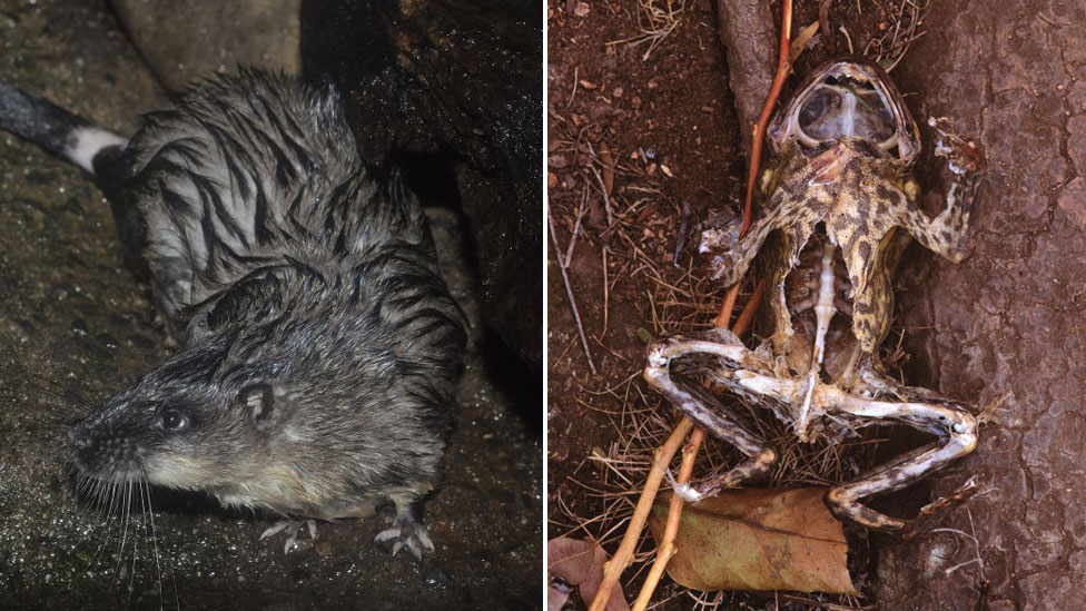 La rata acuática evita morir por intoxicación diseccionando el vientre del sapo e ingeririendo solo su corazón e hígado. Foto: Getty Images