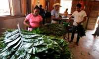 Pobladores de Carmelita obtienen hojas de xate de la selva, en la Reserva de la Biosfera Maya, San Andrés, Petén.(Prensa Libre: Paulo Raquec)
