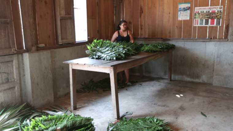 Pobladores de varias comunidades de Petén viven de los productos que generan los bosques bajo concesión. (Foto Prensa Libre: Oscar Fernando García).  