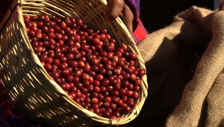 La falta de cortadores de café es notoria en algunas unidades productoras que están en proceso de cosecha, según Anacafé. (Foto Prensa Libre: Hemeroteca) 