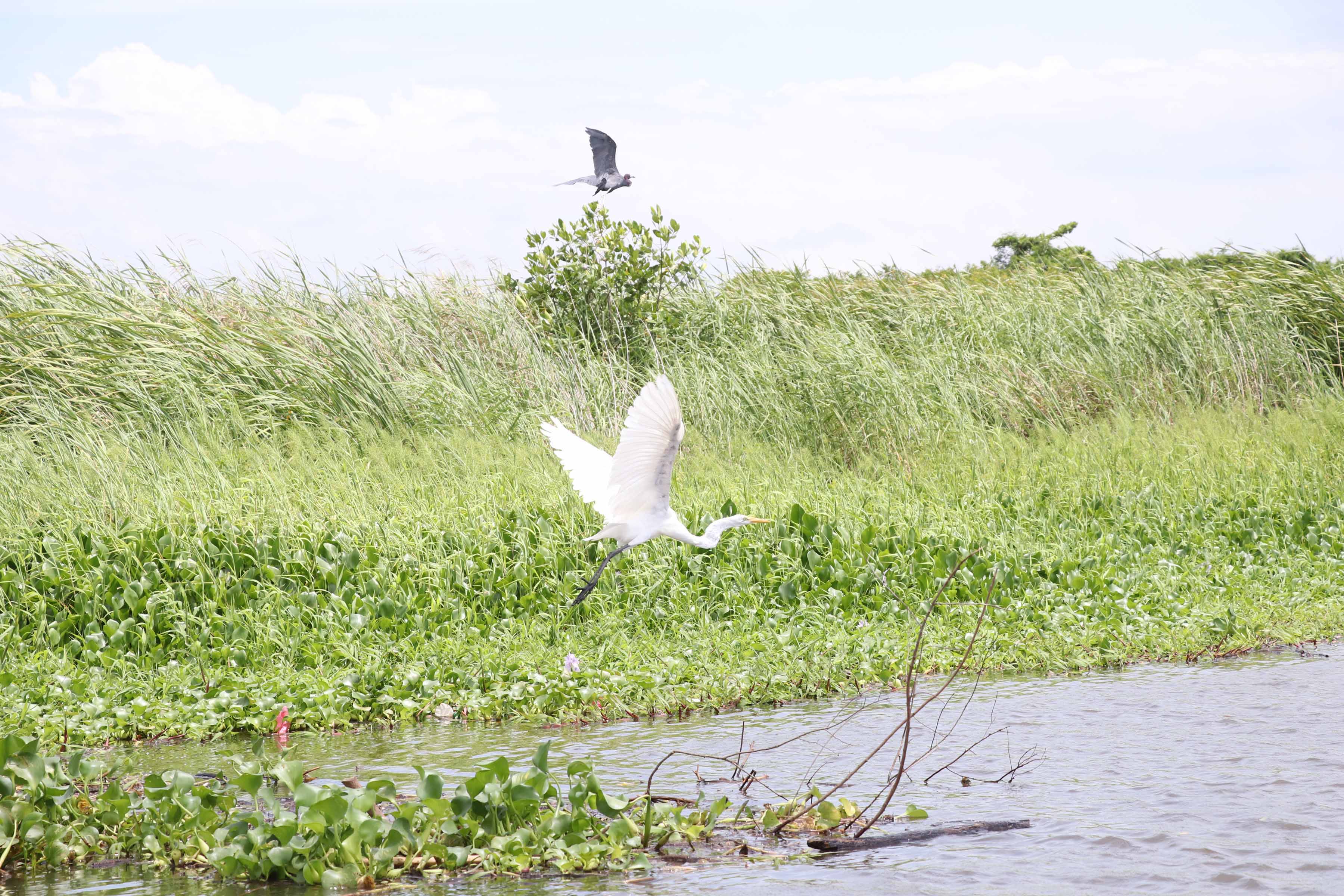 El humedal es hogar de aves nativas y da cobijo a especies migratorias, por lo que es importante su conservación. (Foto Prensa Libre: Carlos Paredes)
