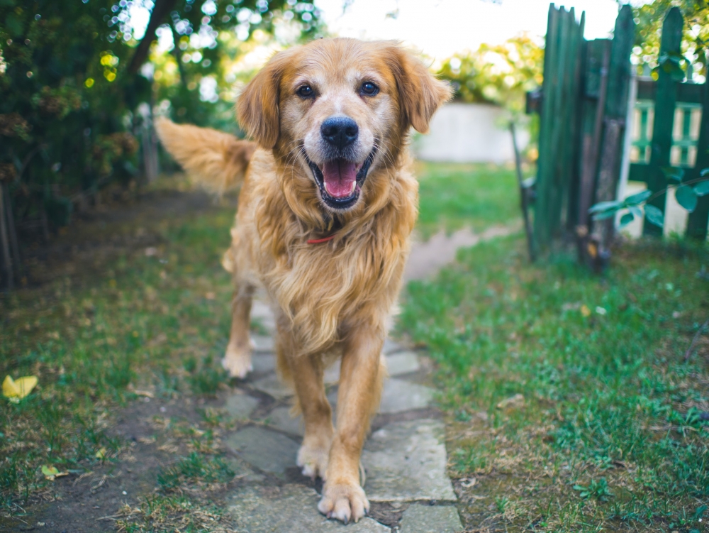 Algunos problemas de conducta y salud de los perros se deben a que pasan muchas horas en soledad. (Foto Prensa Libre: Pixabay)