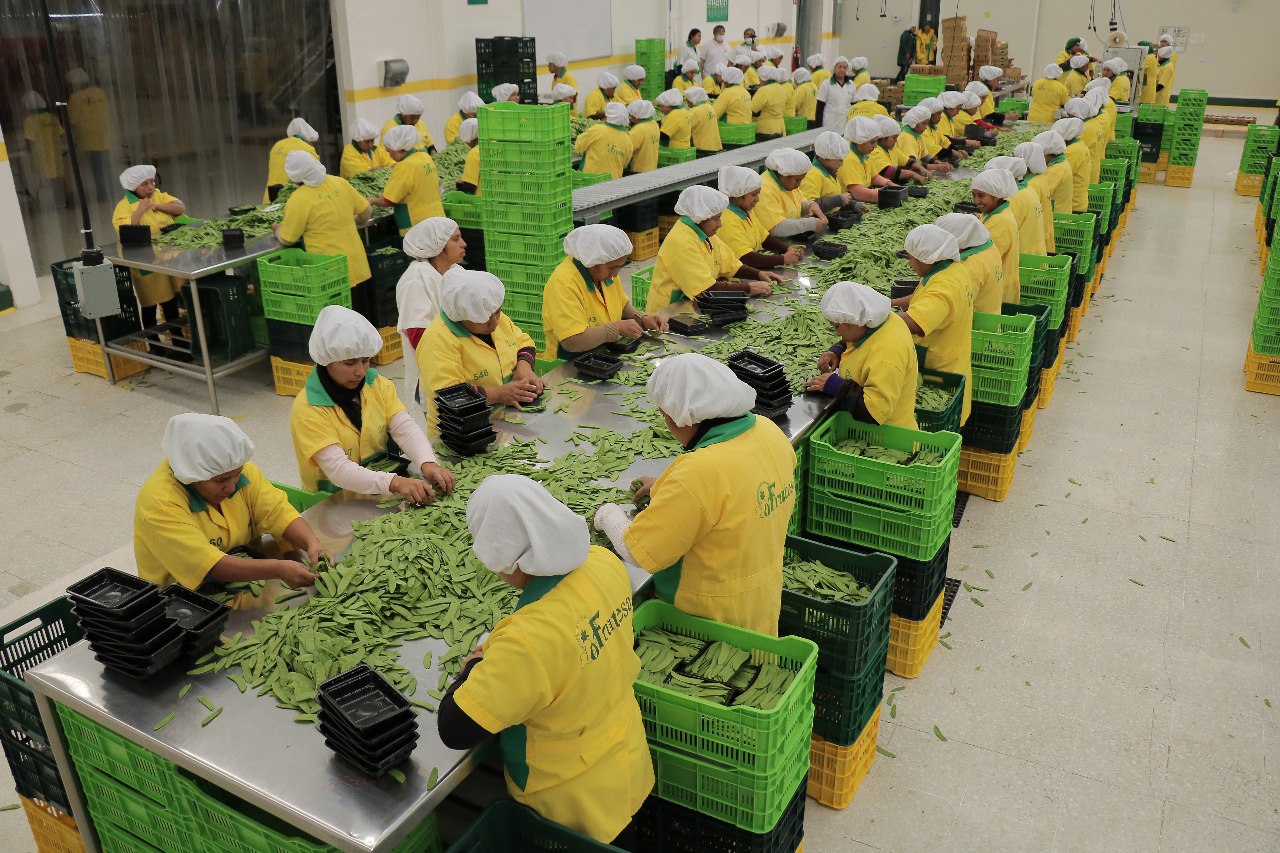 La planta de empaque de vegetales frescos de Frutesa, entre estos arvejas chinas y arvejas dulces. (Foto Prensa Libre: Hemeroteca)