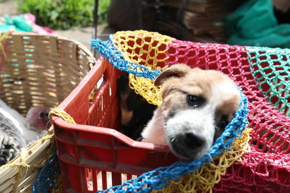 Las mascotas también deben cuidarse del distanciamiento social para evitar un contagio. (Foto Prensa Libre: Hemeroteca PL)