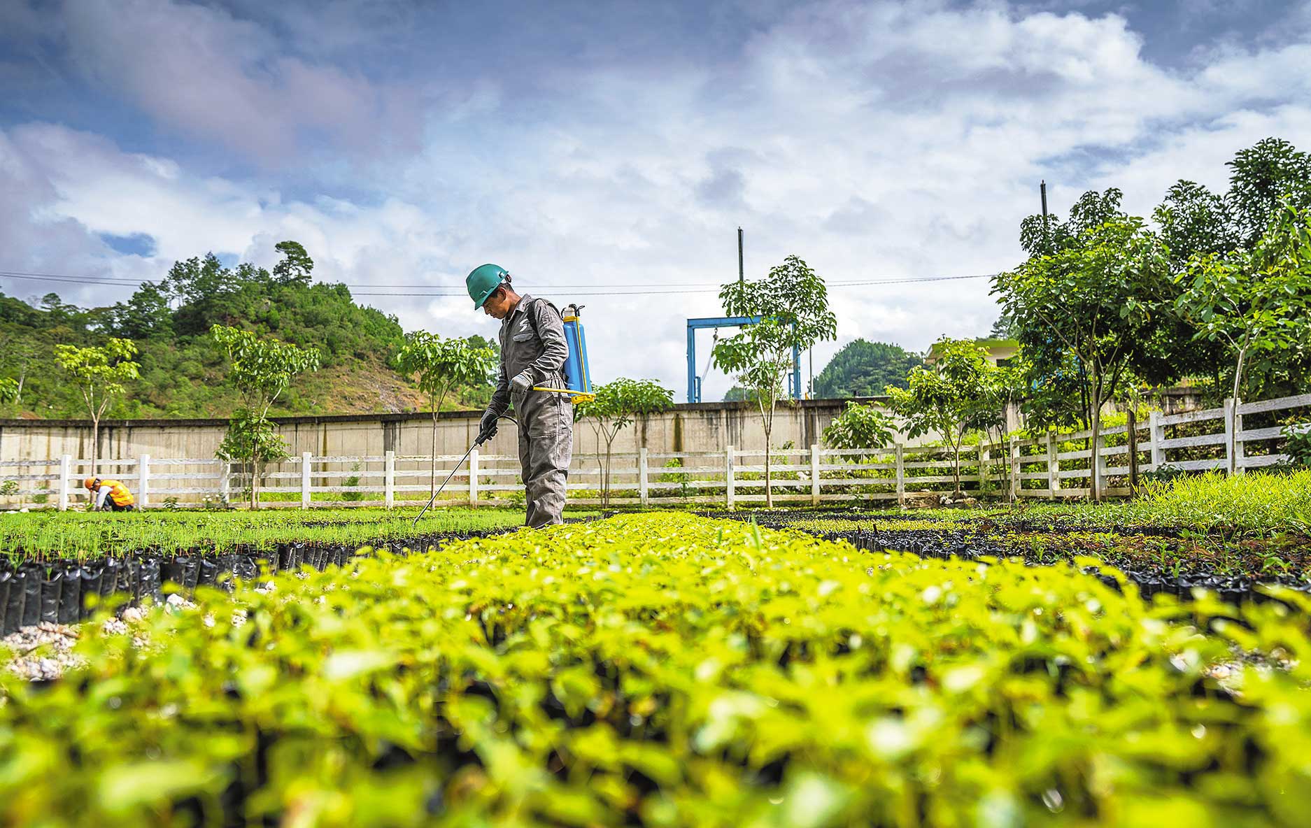 Viveros forestales para el cultivo de café, cardamomo y cacao.