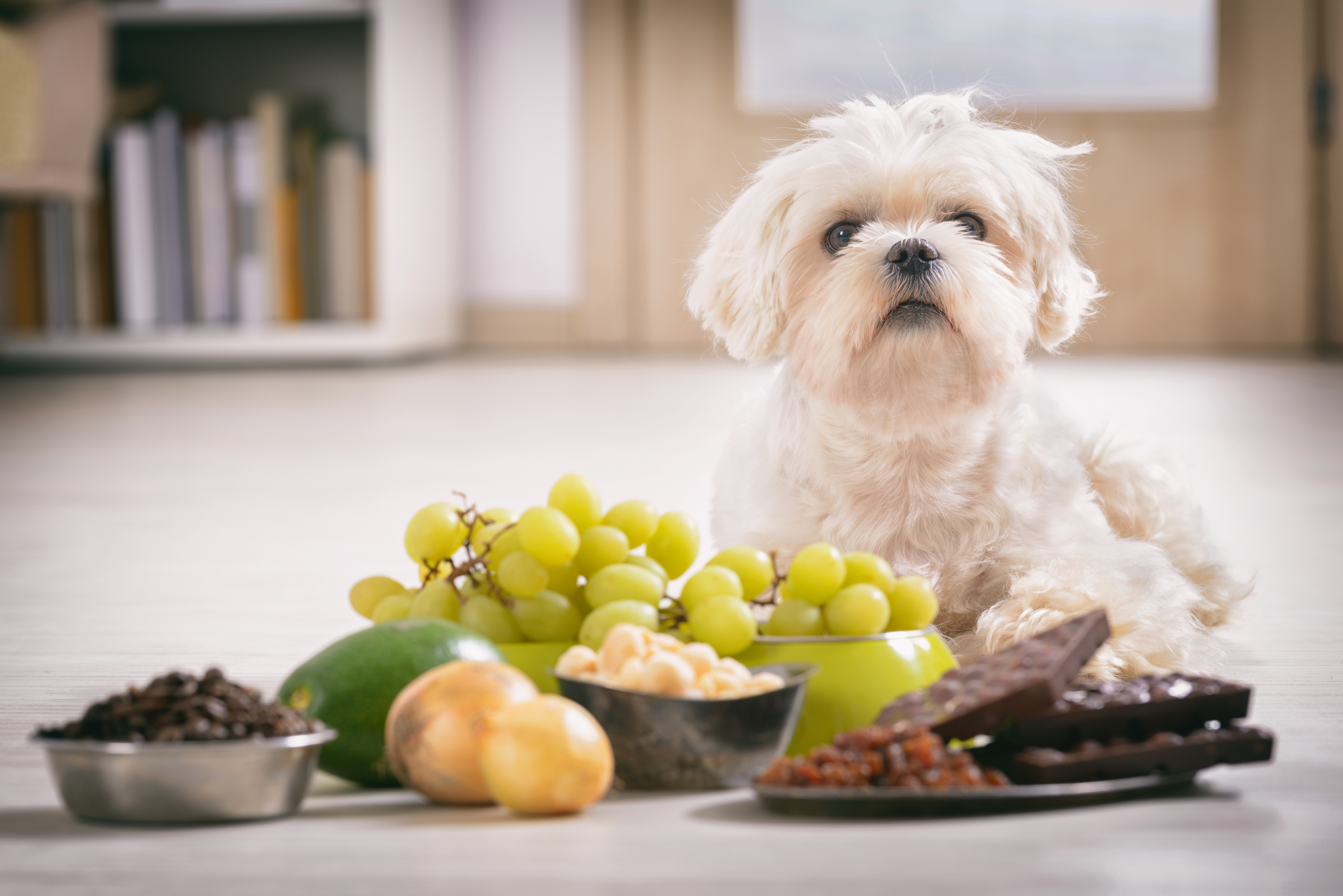 Uvas, nueces pasas y chocolate son alimentos que no debe darles a los perros porque pueden causarles la muerte. (Foto Prensa Libre: Shutterstock)
