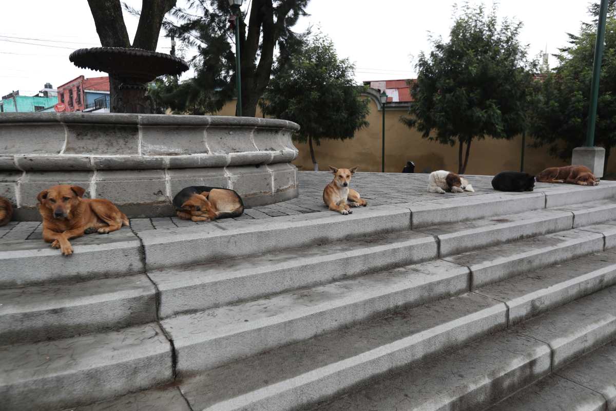 En los primeros seis meses de este año en la cabecera departamental de Quetzaltenango se registraron más de 500 personas mordidas por perros. (Foto Prensa libre María Longo) 