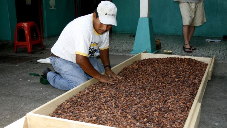 Actualmente, Guatemala produce aproximadamente mil toneladas métricas de cacao al año; la mayoría es para consumo local y elaboración de derivados. (Foto Prensa Libre: Hemeroteca)