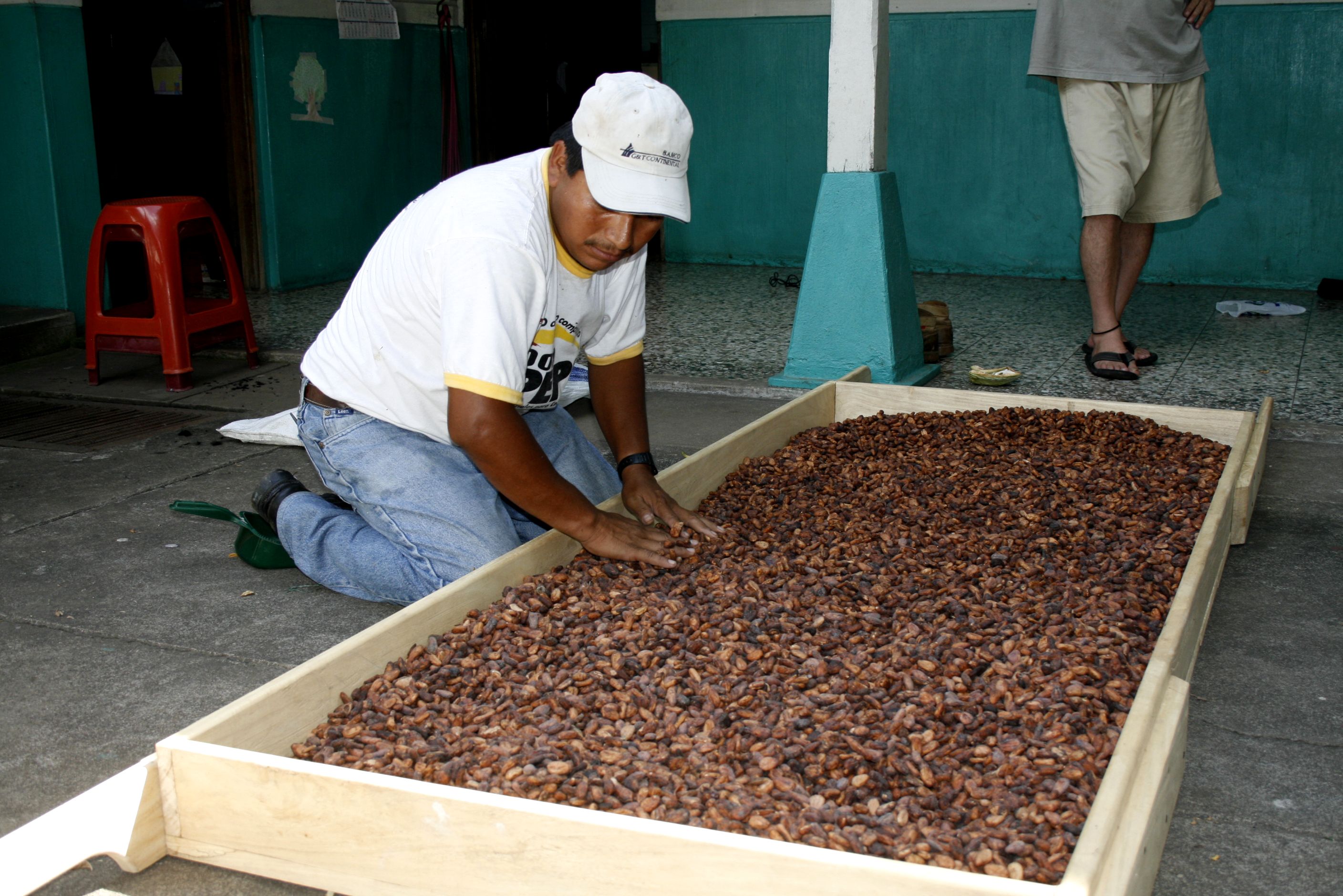 Actualmente, Guatemala produce aproximadamente mil toneladas métricas de cacao al año; la mayoría es para consumo local y elaboración de derivados. (Foto Prensa Libre: Hemeroteca)