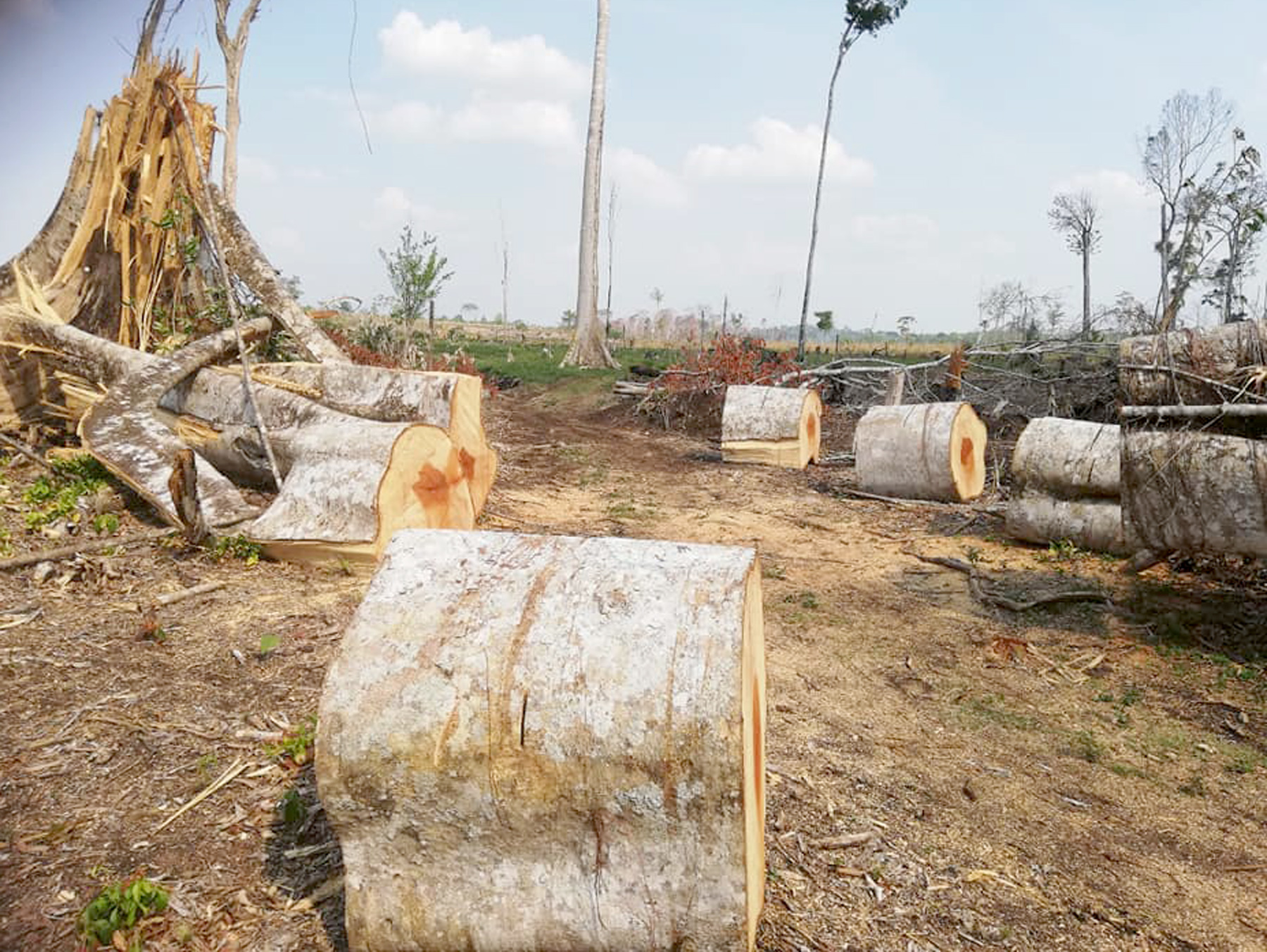 Los bosques de varios sectores de Petén están expuestos a talas ilegales. (Foto: Hemeroteca PL)