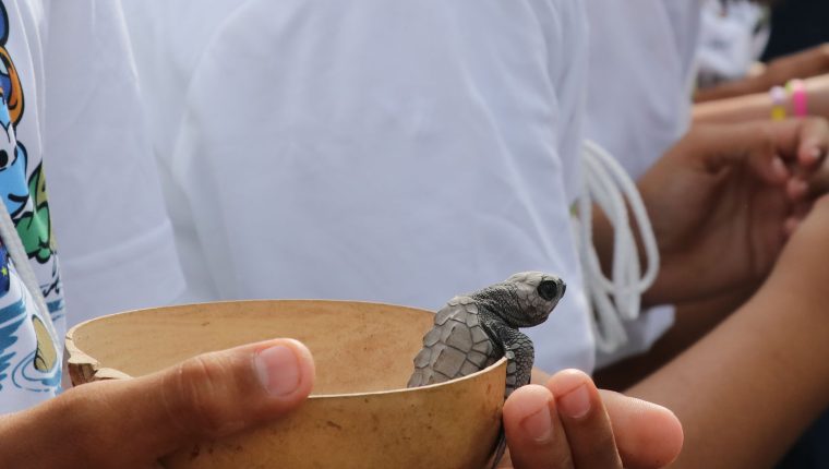 Las tortugas parlamas son presa de la caza ilegal para extraerles los huevos que son comercializados posteriormente. Imagen ilustrativa. (Foto Prensa Libre: Carlos Paredes) 