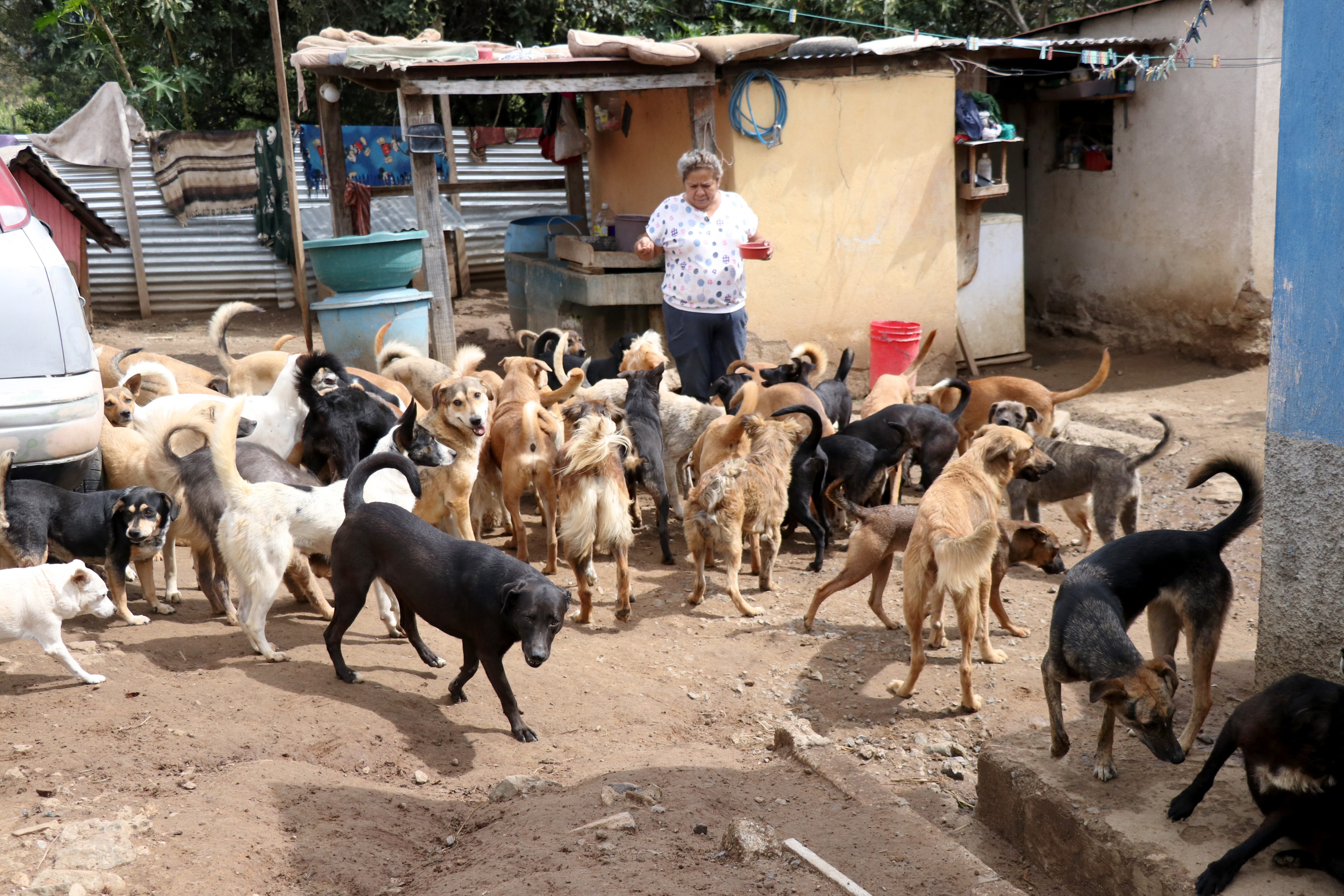 La familia Abac Morán ofrece un refugio para perros de la calle en Huehuetenango. (Foto Prensa Libre: Mike Castillo)
