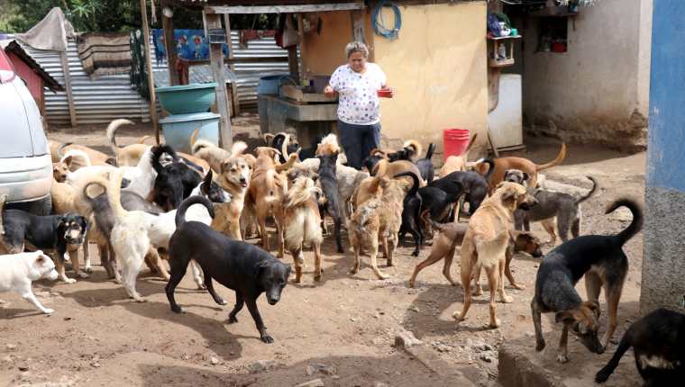 La familia Abac Morán ofrece un refugio para perros de la calle en Huehuetenango. (Foto Prensa Libre: Mike Castillo)