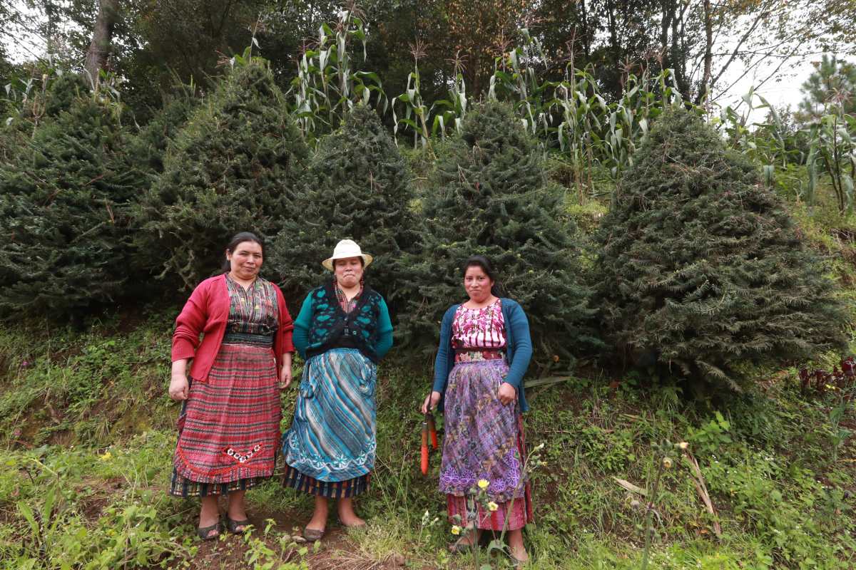 Mujeres de Pixabaj plantan pinabete en sembradíos de maíz y se alistan para comercializar en Navidad