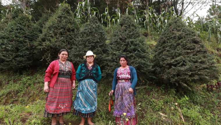 Seis grupos de mujeres en Pixabaj Sololá, producen pinabetes para ganar dinero para sus familias. (Foto Prensa Libre: Mynor Toc)