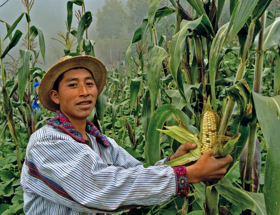 Félix Ramírez, de Todos Santos Cuchumatán, fue uno de los miles de agricultores que recibió asistencia técnica del Proyecto Buena Milpa. (Foto Prensa Libre: Proyecto Buena Milpa)
