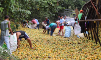 Personas se llevan naranjas que eran transportadas en camión accidentado en Izabal. (Foto Prensa Libre: Dony Steawrt).