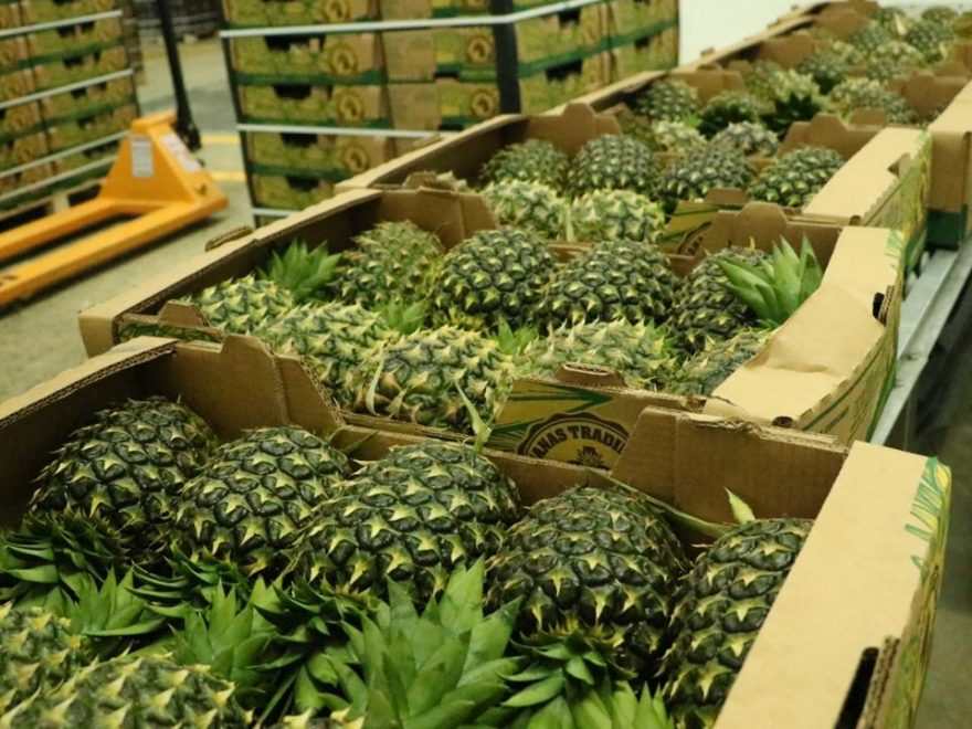 Panamá comienza la exportación de piña a China